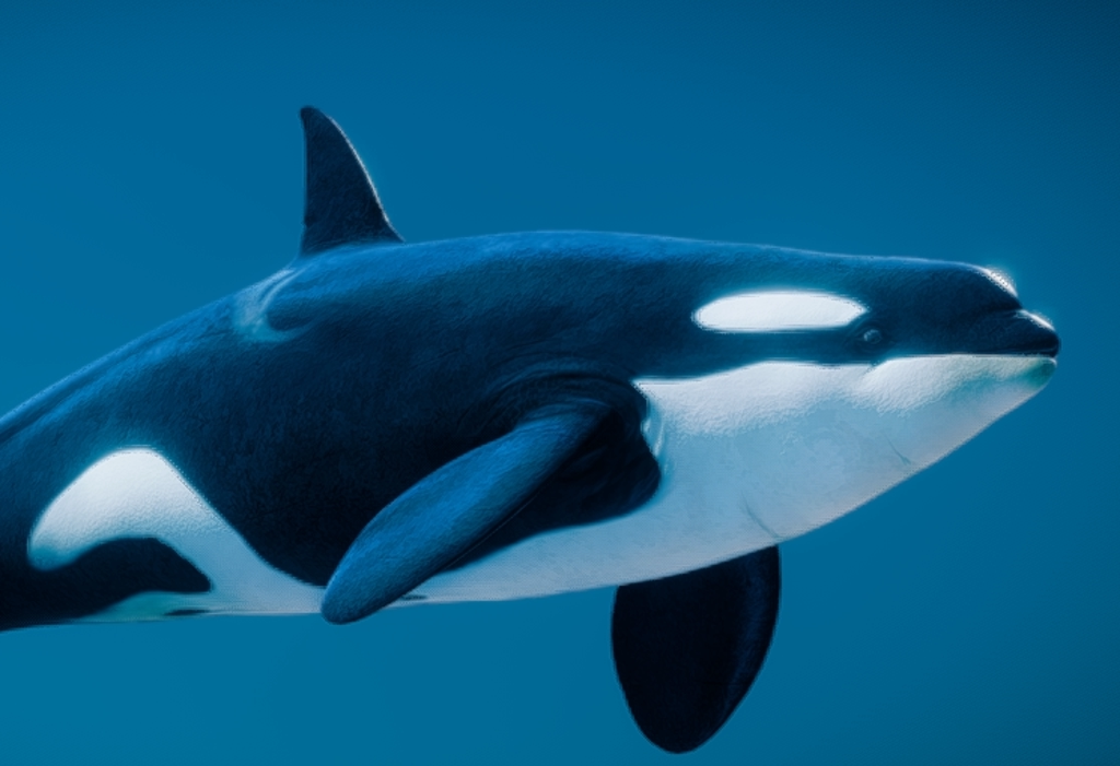 SOMAR orca